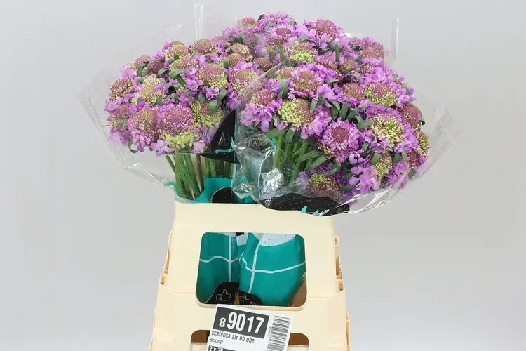 Scabiosa Atr Bb Ube Scoop 60 cm