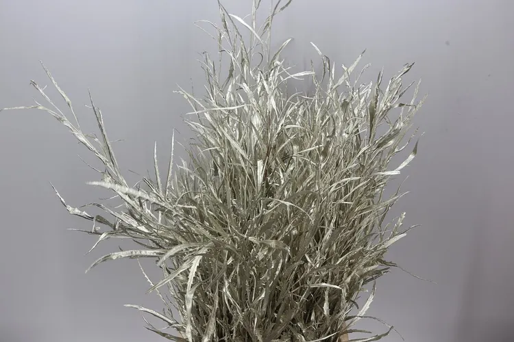 Grevilea Platina 80 cm