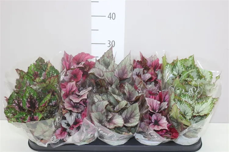 Begónia listová Beleaf mix črepník 12 cm