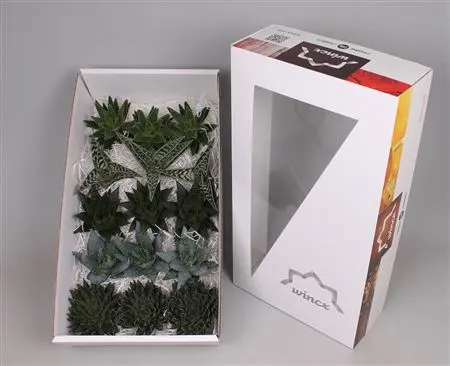 Echeveria Aloe Wincx Mix 10 cm