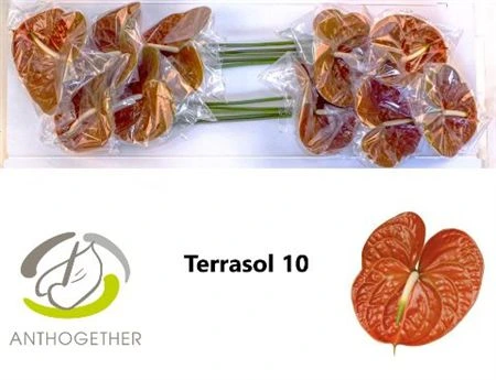 Antúrium Terrasol
