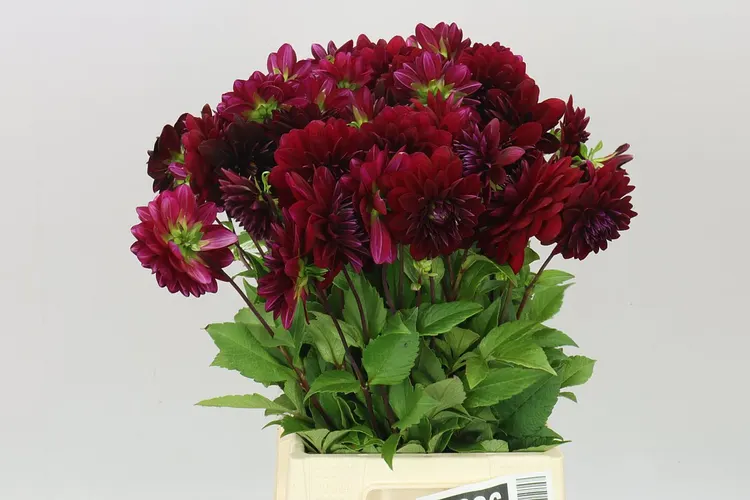 Dahlia Arabian Night 48 cm