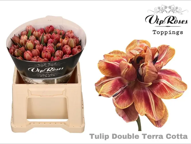 Tulipa Vip Du Terracotta