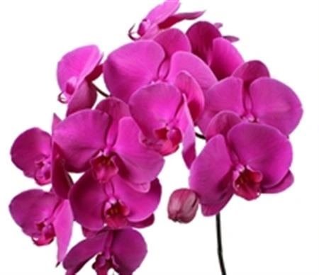 Orchidea Phalaenopsis Purple Haze X25