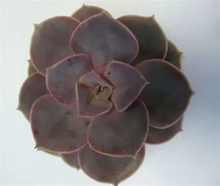 Echeveria Parel V Neurenberg Cutflowe 10 cm