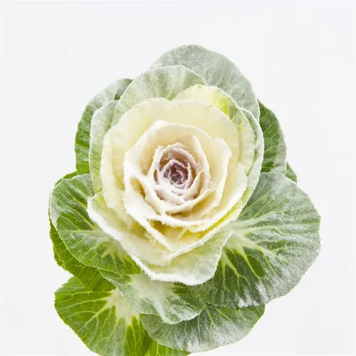 Brassica Powdered White 60 cm