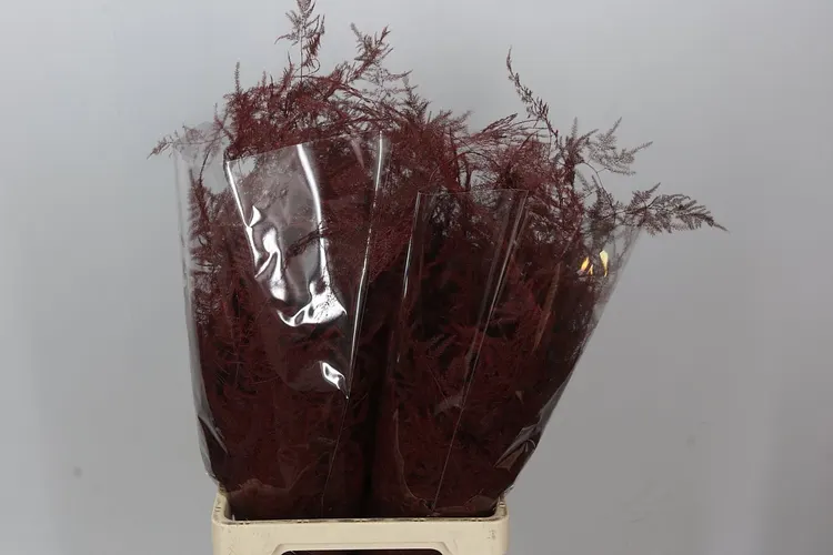 Asparagus Extra Veren Bordeaux 65 cm
