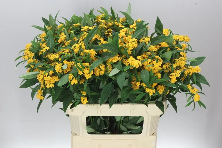 Euphorbia F T Cream Yellow River 80 cm