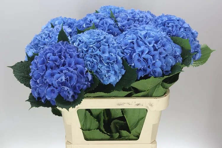 Hydrangea Parade 80 cm