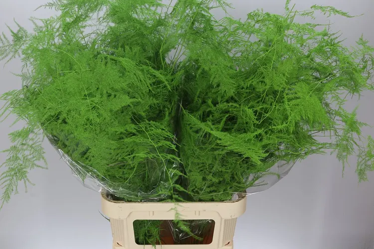 Asparagus Lang Getopt Green 85 cm
