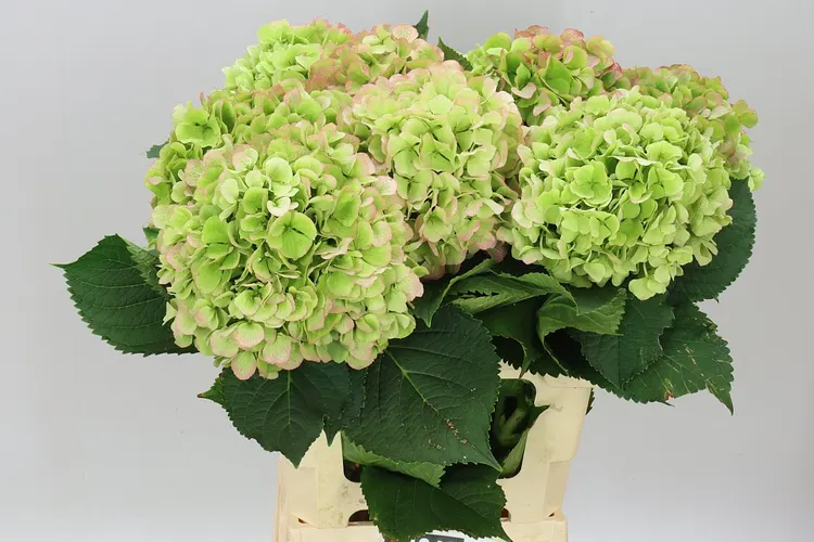 Hortenzia Verena Green Red Classic 60 cm