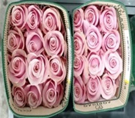 Ruža Shy, Ekvádor 60 cm