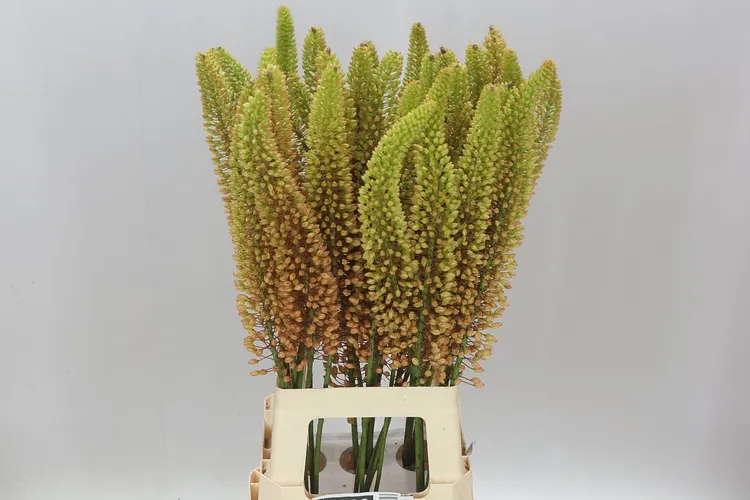 Eremurus Emmy-ro Orange 80 cm