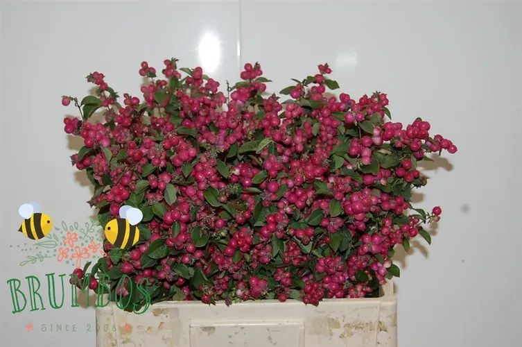 Symph Magic Temptation 55 cm