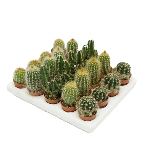Cactus Gemengd Mini črepník 4 cm