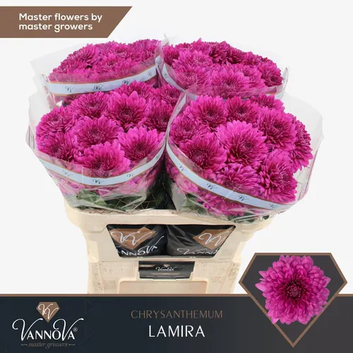 Chr G Lamira 70 cm