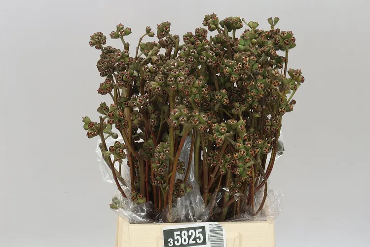 Robusta Antiuq 55 cm