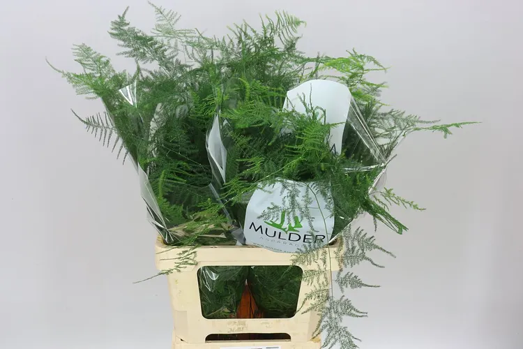 Asparagus Extra Veren 65 cm