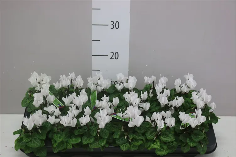 Cyklámen malokvetý Micro biely črepník 6 cm