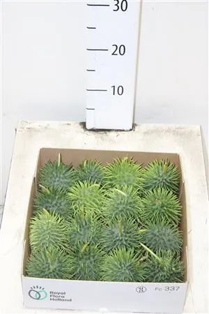 Cucumis Hirsutus