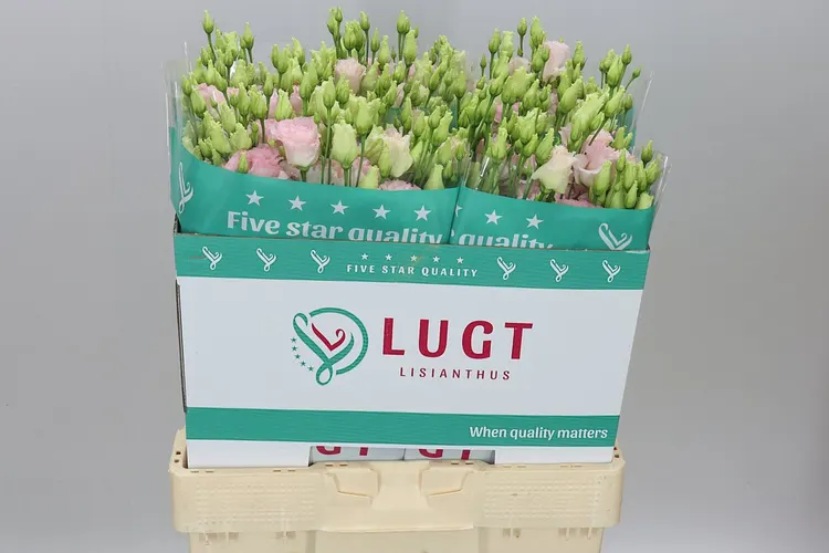 Eust Du Chac Wedding Pink 70 cm