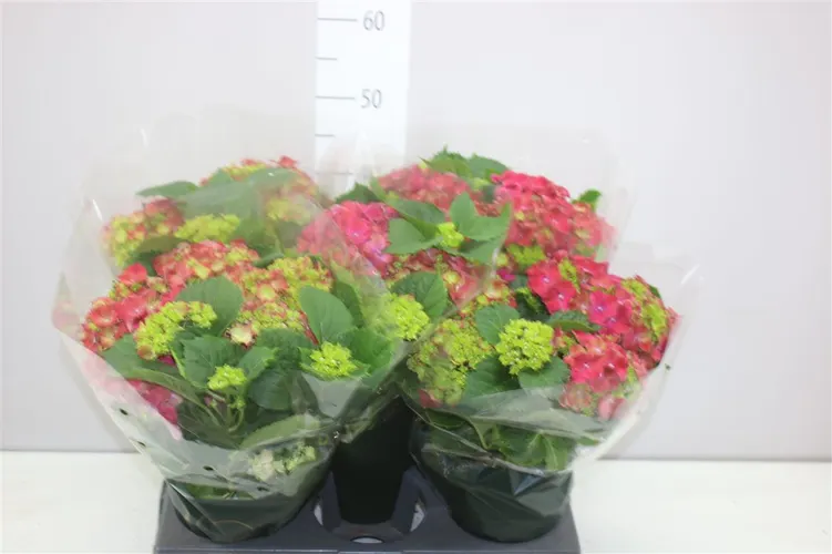 Hortenzia črepníková Hi Fire Red 7+ črepník 14 cm