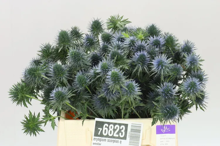 Eryngium Scorpius Questar 40 cm
