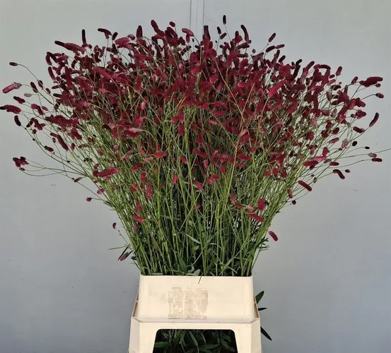 Sanguisorba Off Dark 105 cm