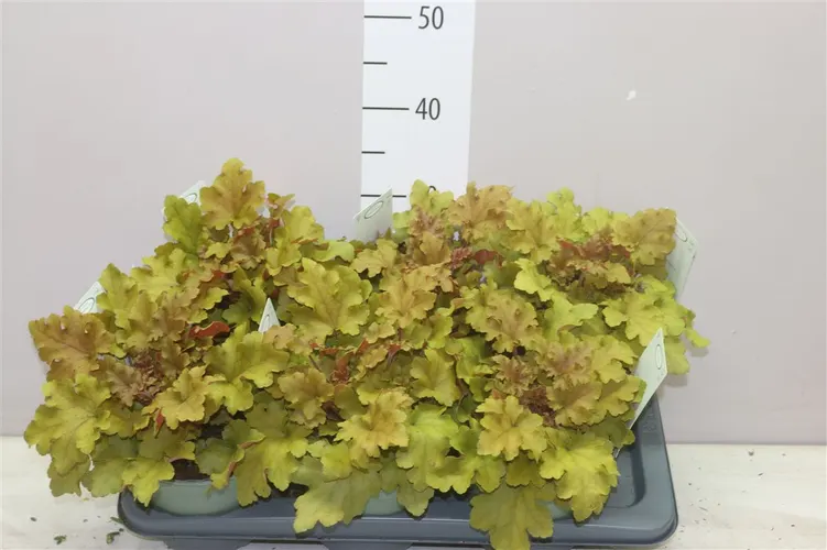 Heuchera Marmelade črepník 17 cm