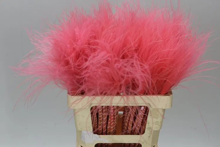 Stypha Pink 60 cm