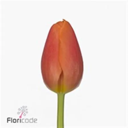 Tulipa En Time Out
