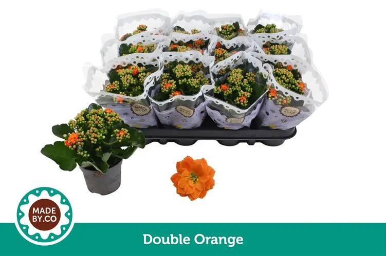 Kalanchoe Calandiva Oranje črepník 9 cm