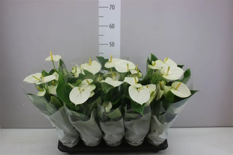 Antúrium biele črepník 12 cm