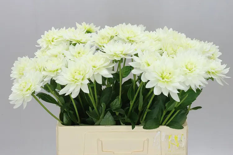 Dahlia Maarten Zwaan 55 cm