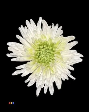 Chr G Ana White + Lime Green 70 cm