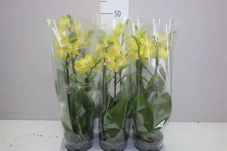 Orchidea Phalaenopsis Mtfl Arezzo, 2 výhony črepník 12 cm