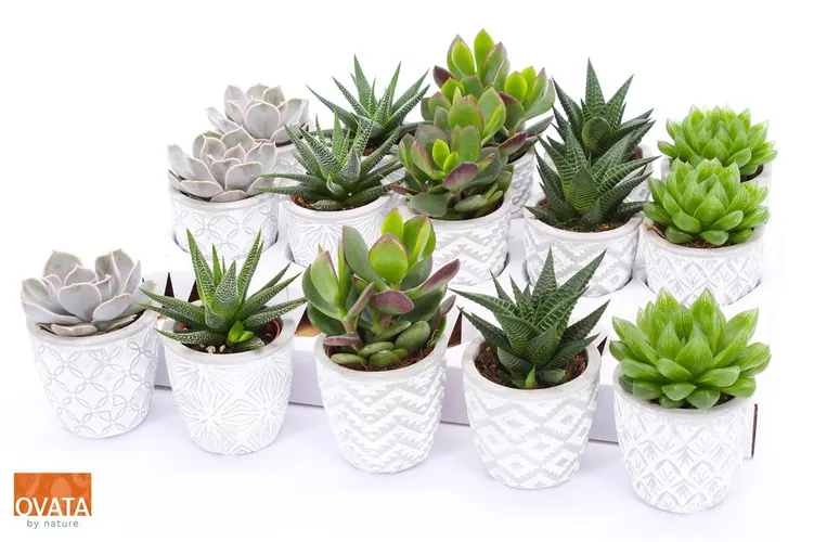 Succulenten Gemengd In Stockholm črepník 7 cm