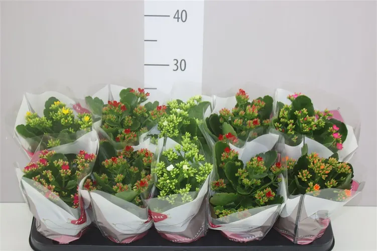 Kalanchoe Bl mix črepník 10,5 cm