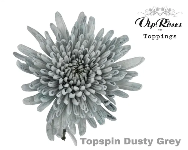 Chr G Topspin Dusty Grey 70 cm