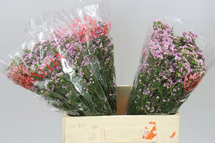 Voskovka Pink Pirouette 60 cm