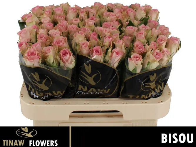 Ruža Bisou 60 cm