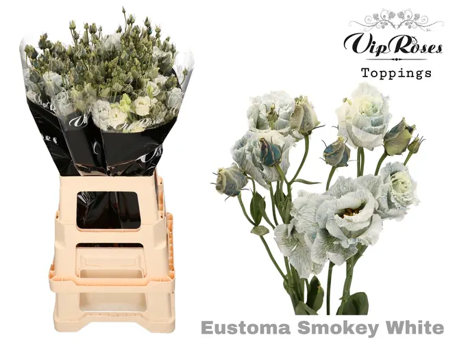 Eust G Alissa Smokey White 75 cm