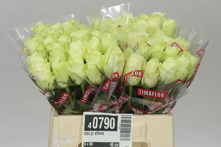 Rosa Gr Athena Ex 40 cm