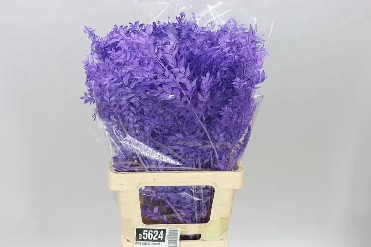 Dried Ruscus Lavendel 70 cm
