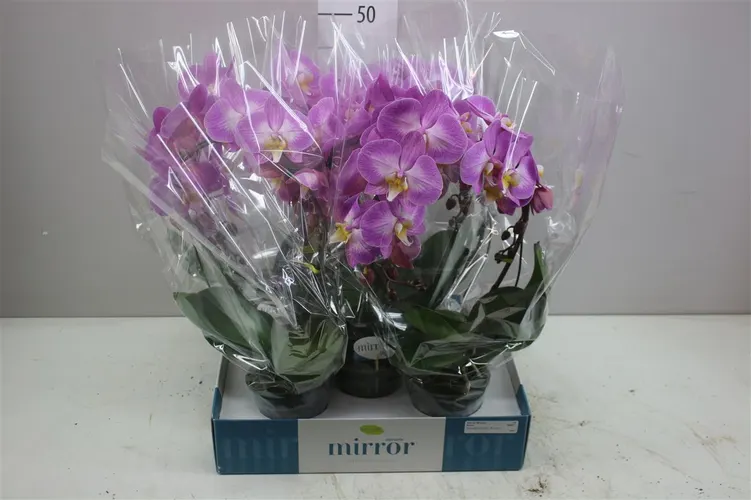 Orchidea Phalaenopsis Mirror Kiara, 2 výhony črepník 12 cm