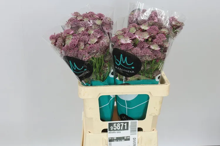 Astrantia Roma 60 cm