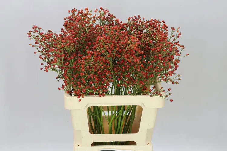 Šípky Mag Cascade 60 cm