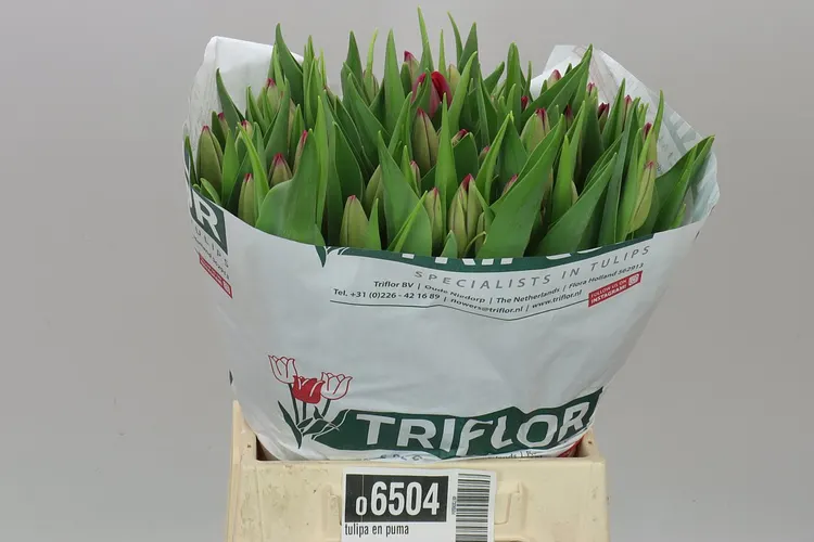 Tulipa En Puma 44 cm