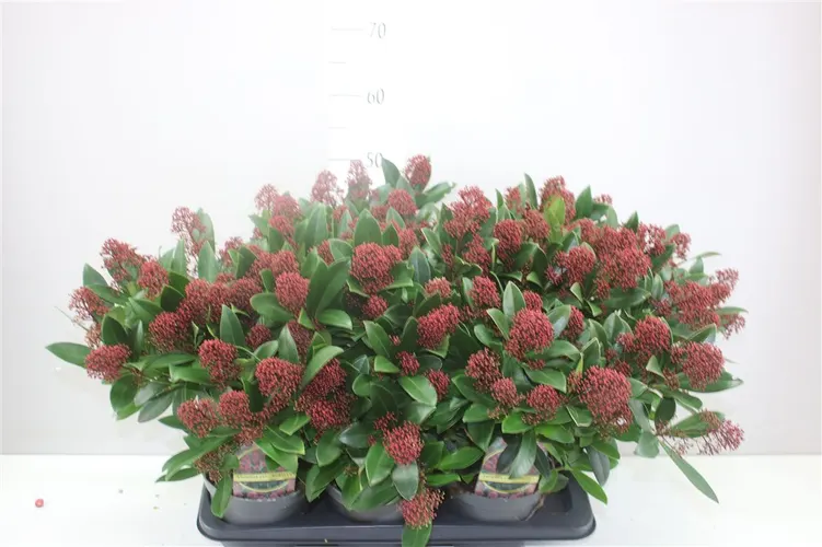 Skimmia Rubella 25+ črepník 17 cm