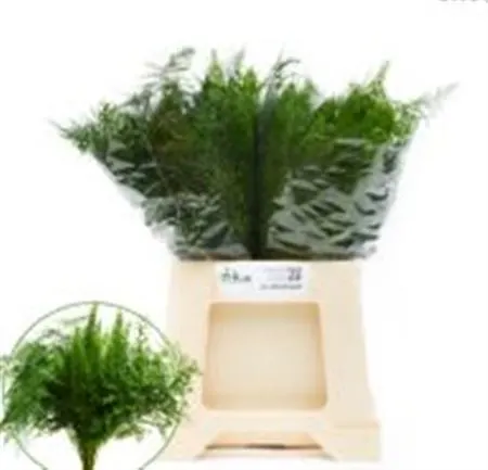 Asparagus Gem In Bos X50 40 cm